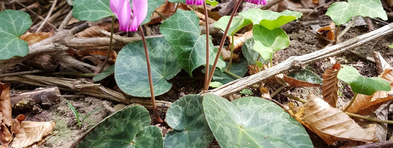 Alpenveilchen - Europäische (Cyclamen purpurascens)