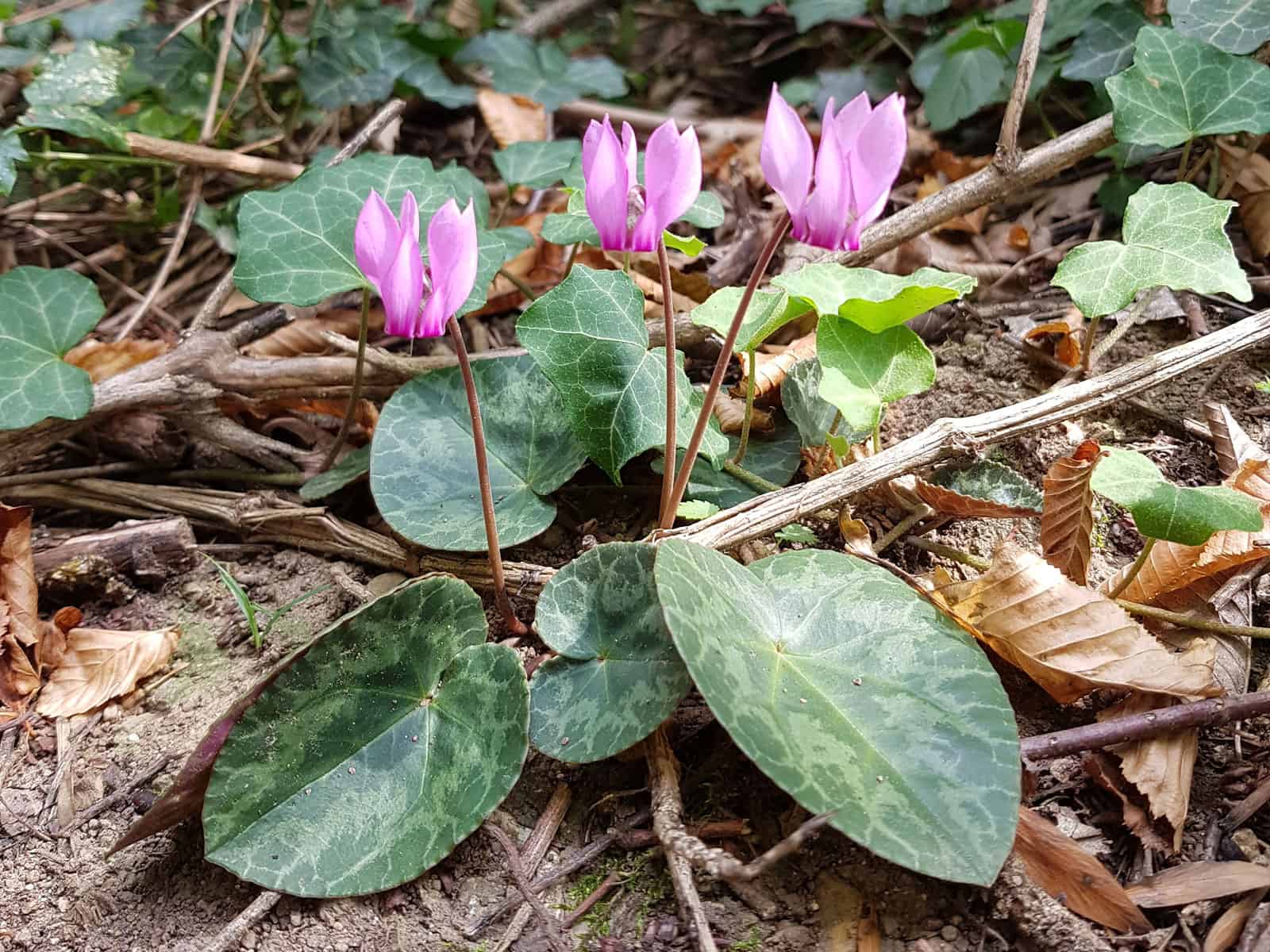 Alpenveilchen - Europäische (Cyclamen purpurascens)