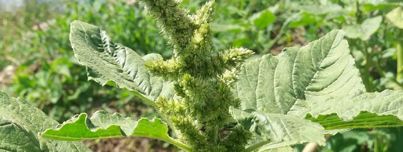 Zurückgebogener Amarant (Amaranthus retroflexus)