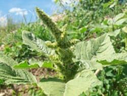 Zurückgebogener Amarant (Amaranthus retroflexus)