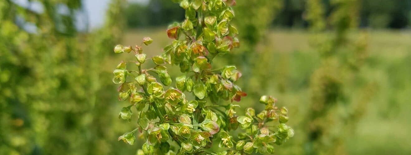 Ampfer - Krauser (Rumex crispus)