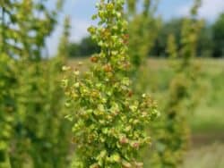 Ampfer - Krauser (Rumex crispus)