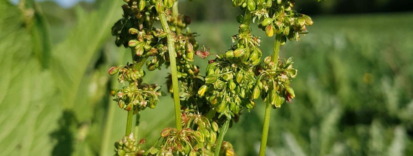 Ampfer - Stumpfblättriger (Rumex obtusifolius)