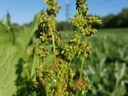 Ampfer - Stumpfblättriger (Rumex obtusifolius)