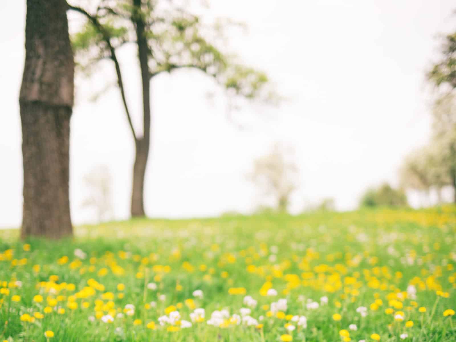 Apfel - Holzapfel (Malus sylvestris)