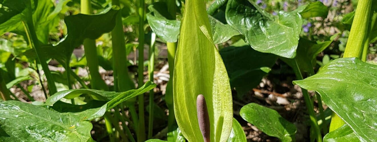 Aronstab - Gefleckter (Arum maculatum)