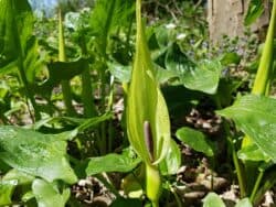 Aronstab - Gefleckter (Arum maculatum)