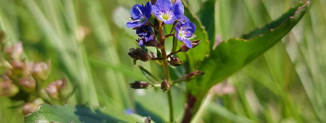 Bachbunge (Veronica beccabunga)