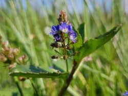 Bachbunge (Veronica beccabunga)