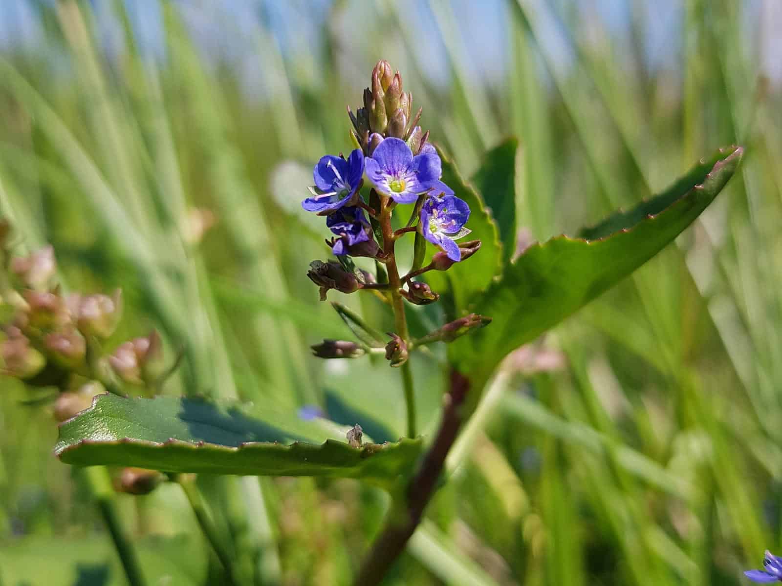 Bachbunge (Veronica beccabunga)
