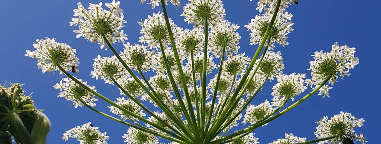 Bärenklau - Riesen (Heracleum mantegazzianum)