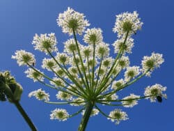 Bärenklau - Riesen (Heracleum mantegazzianum)