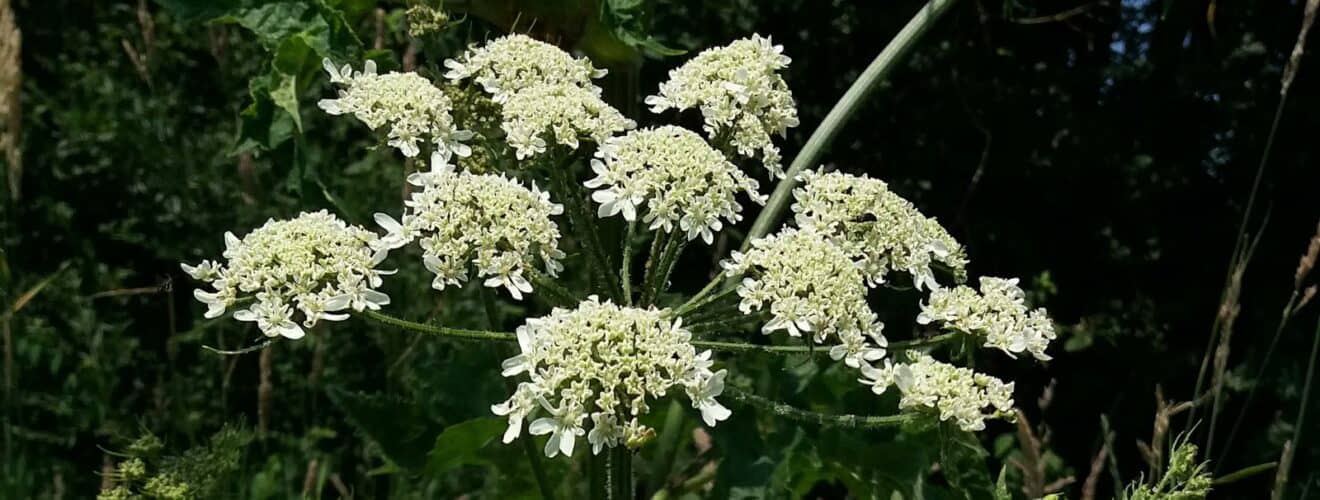 Bärenklau - Wiesen (Heracleum sphondylium)