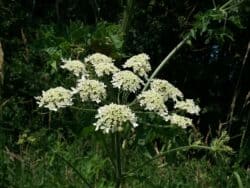 Bärenklau - Wiesen (Heracleum sphondylium)