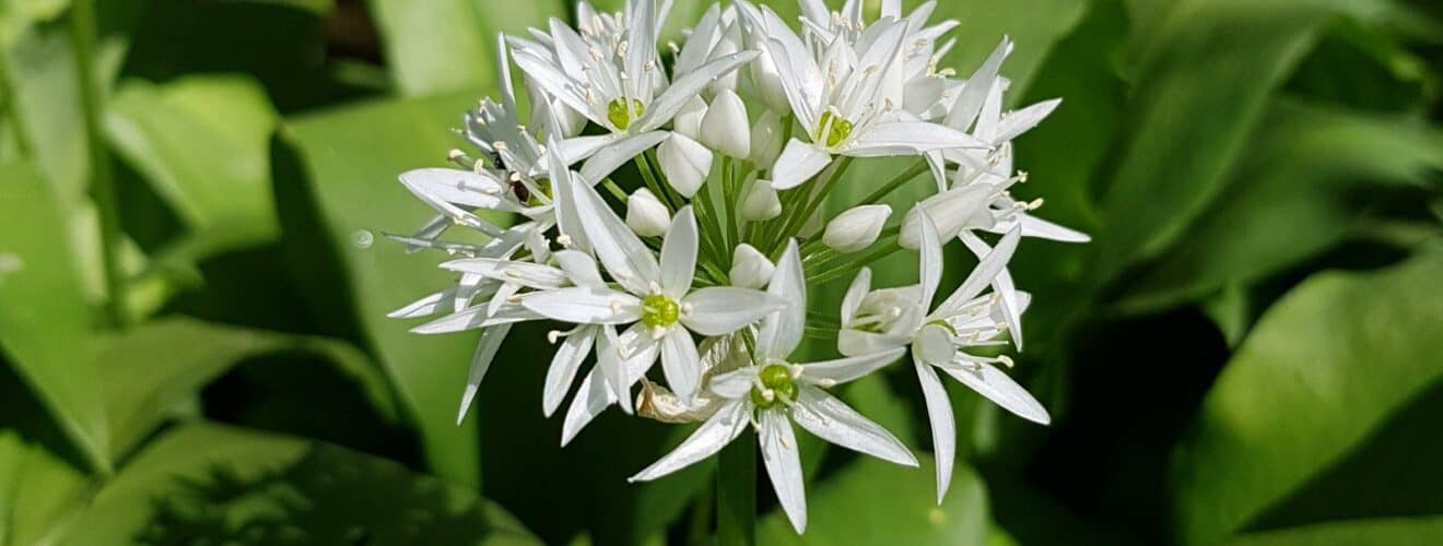 Bärlauch (Allium ursinum)