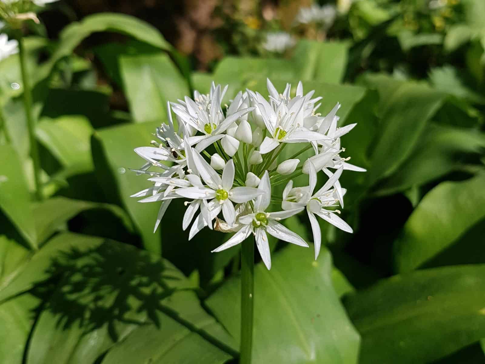 Bärlauch - Wildkräuter bestimmen & verwenden Bärlauch - Wildkräuter bestimmen & verwenden