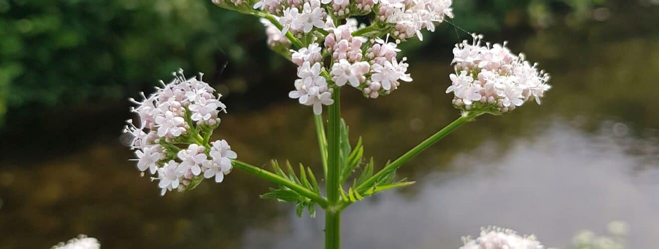 Baldrian - Echter (Valeriana officinalis)