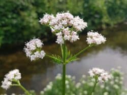 Baldrian - Echter (Valeriana officinalis)