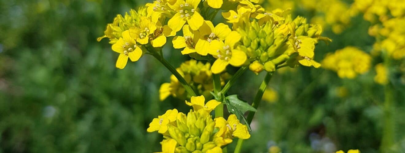 Barbarakraut/Winterkresse (Barbarea vulgaris)