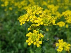 Barbarakraut/Winterkresse (Barbarea vulgaris)