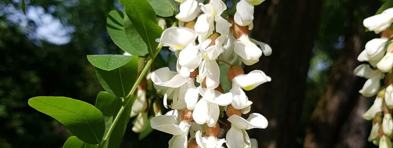 Blüten von Bäumen/Sträuchern bestimmen