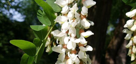 Blüten von Bäumen/Sträuchern bestimmen