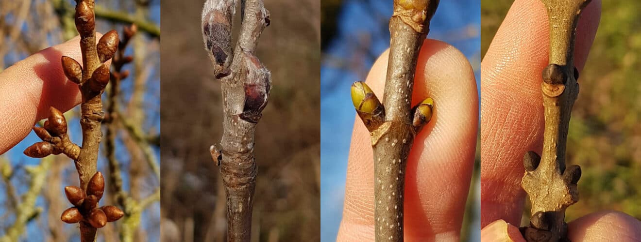 Knospen von Bäumen und Sträuchern unterscheiden/bestimmen