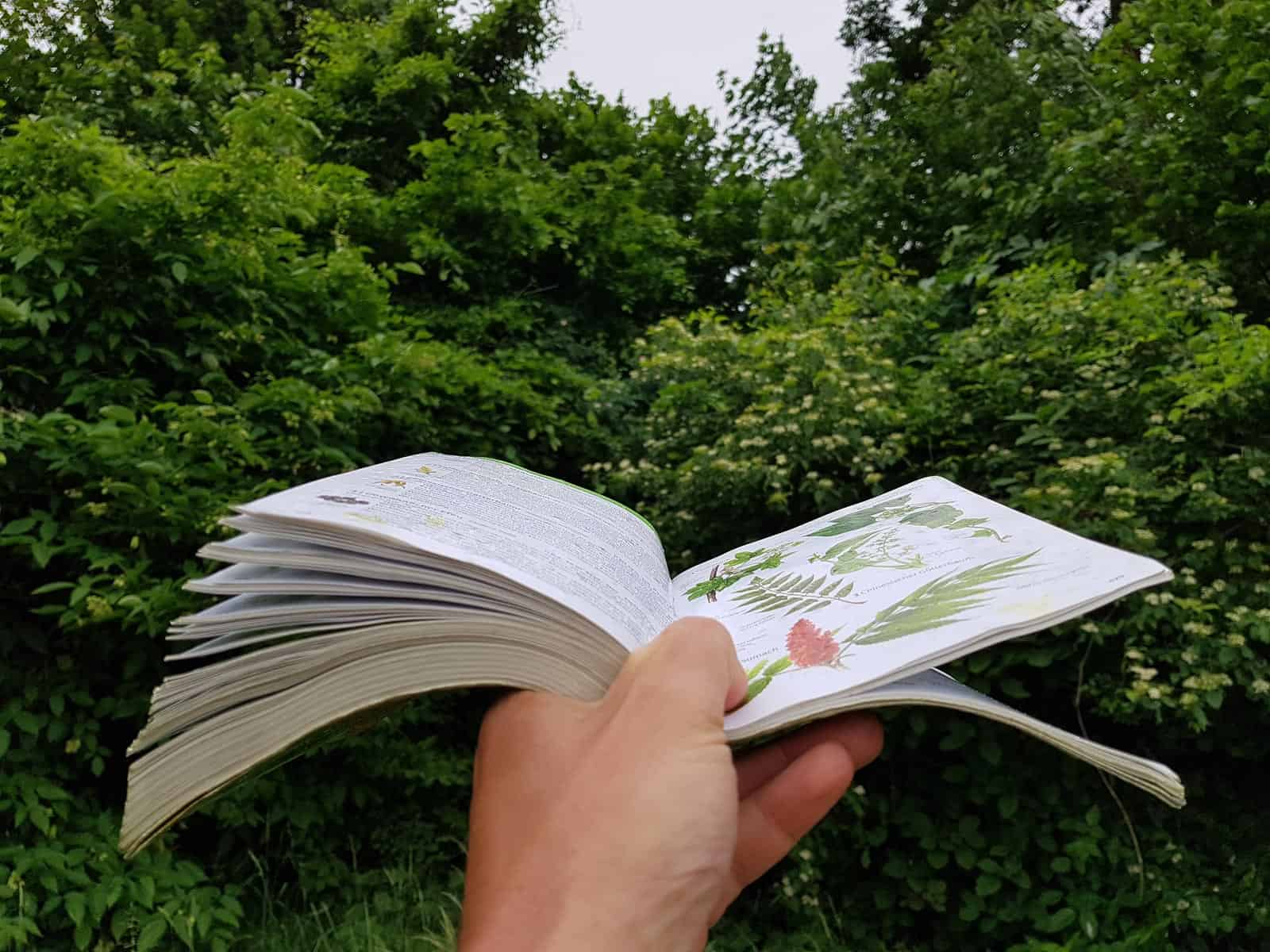 Heimische Bäume uns Sträucher bestimmen