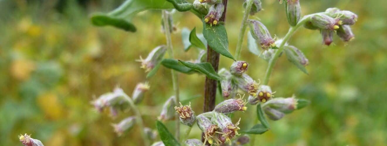 Beifuß - Gewöhnlicher (Artemisia vulgaris)
