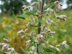 BeifuÃŸ - GewÃ¶hnlicher (Artemisia vulgaris)