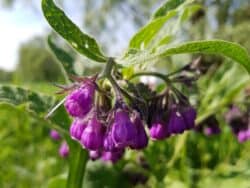 Beinwell - Echter (Symphytum officinale)