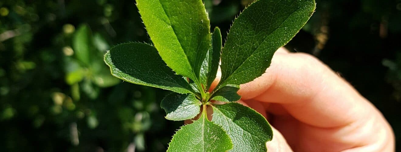 Berberitze - Gewöhnliche (Berberis vulgaris)