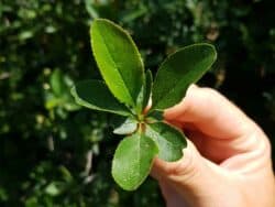 Berberitze - Gewöhnliche (Berberis vulgaris)