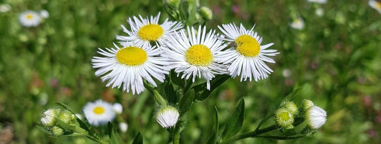 Berufkraut - Einjähriges (Erigeron annuus)