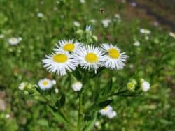 Berufkraut - Einjähriges (Erigeron annuus)