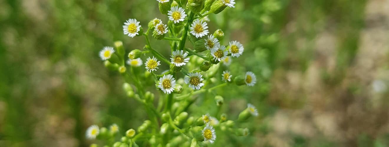 Berufkraut - Kanadisches (Erigeron canadensis)