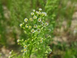 Berufkraut - Kanadisches (Erigeron canadensis)