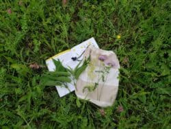 Wildkräuterbuch und Sammelsäckchen auf Kräuterwiese liegend