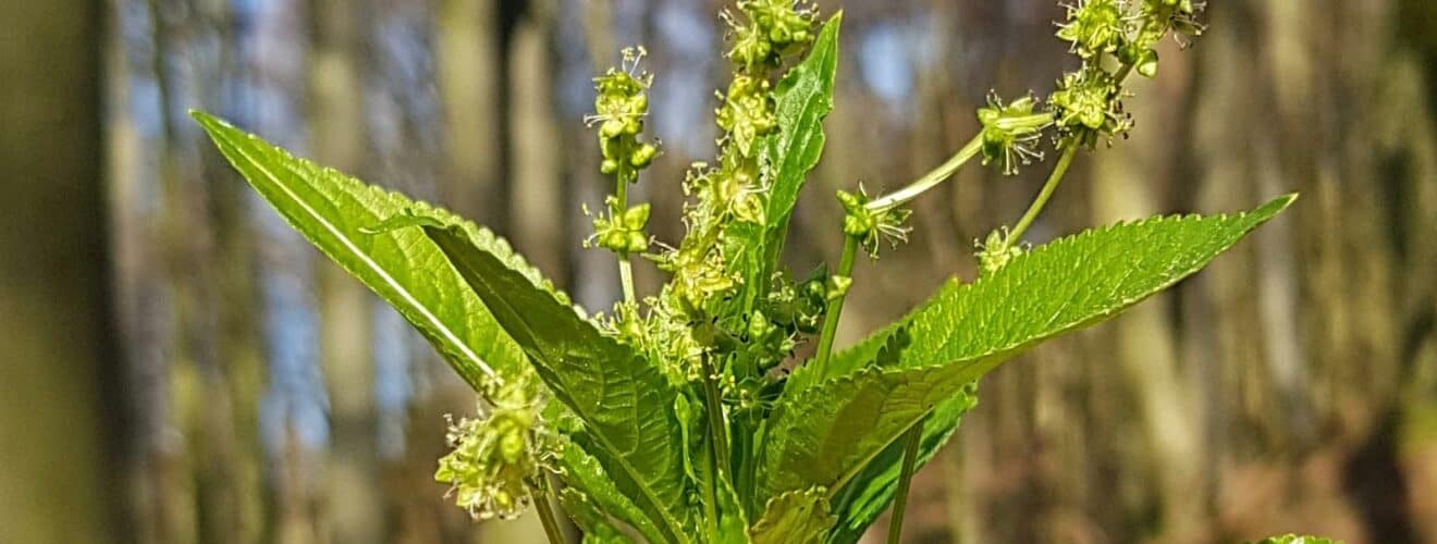 Bingelkraut - Wald (Mercurialis perennis)