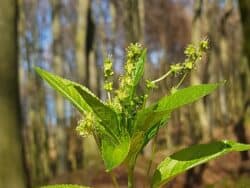 Bingelkraut - Wald (Mercurialis perennis)