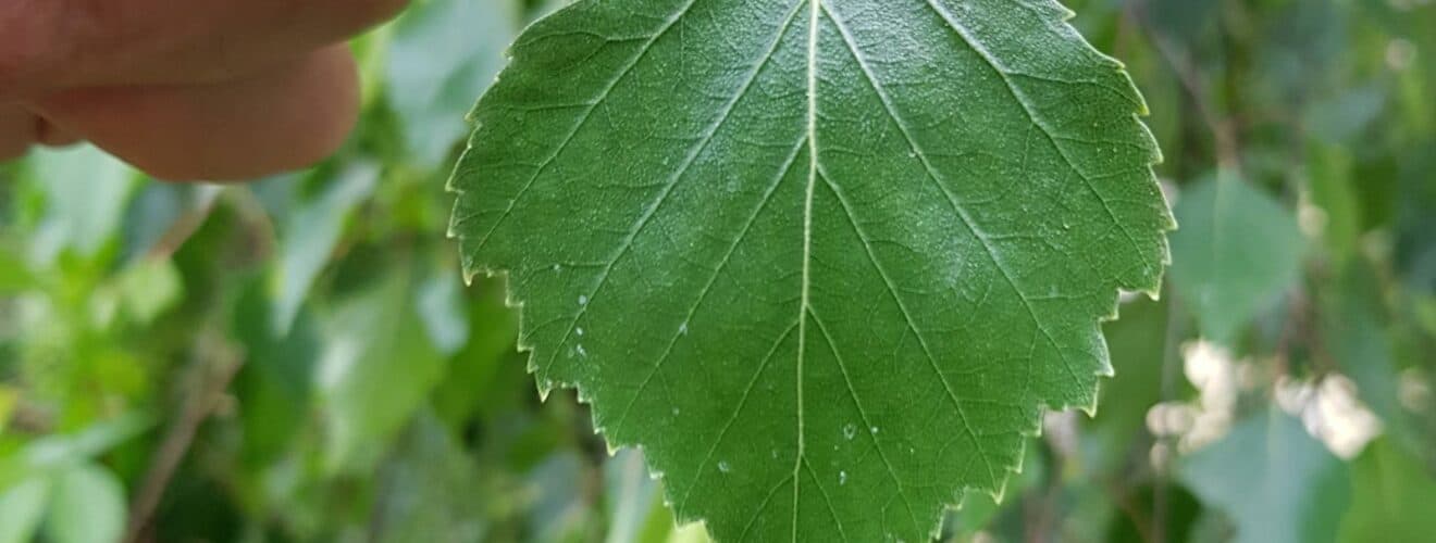 Birke - Hänge-Birke (Betula pendula)