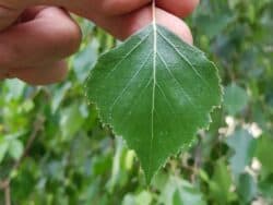 Birke - Hänge-Birke (Betula pendula)