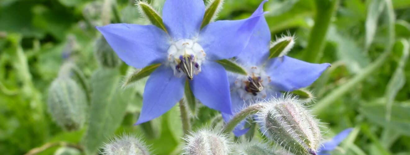 Wildpflanzen & Wildkräuter mit blauen/lilanen Blüten bestimmen