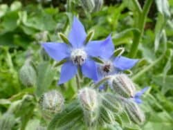 Wildpflanzen & Wildkräuter mit blauen/lilanen Blüten bestimmen