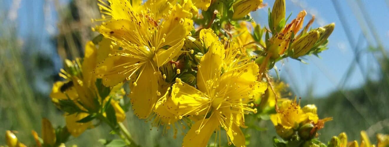 Wildpflanzen & Wildkräuter mit gelben/orangen Blüten bestimmen