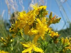 Wildpflanzen & Wildkräuter mit gelben/orangen Blüten bestimmen