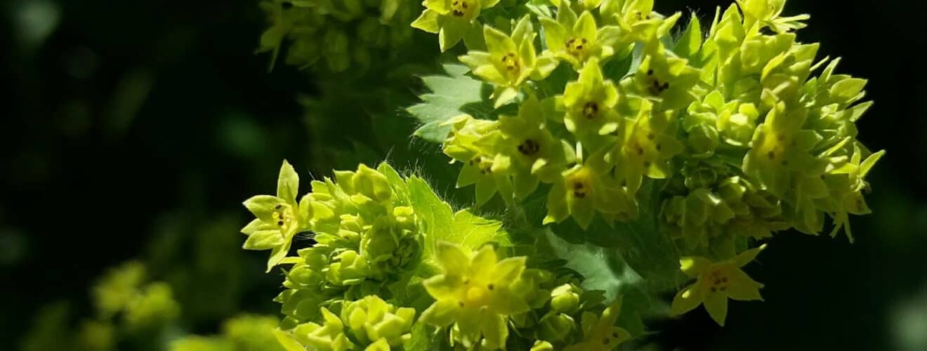 Wildpflanzen & Wildkräuter mit grünlichen Blüten bestimmen