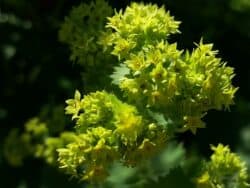 Wildpflanzen & Wildkräuter mit grünlichen Blüten bestimmen