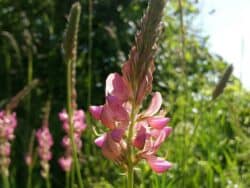 Wildpflanzen & Wildkräuter mit roten/rosafarbenen Blüten bestimmen