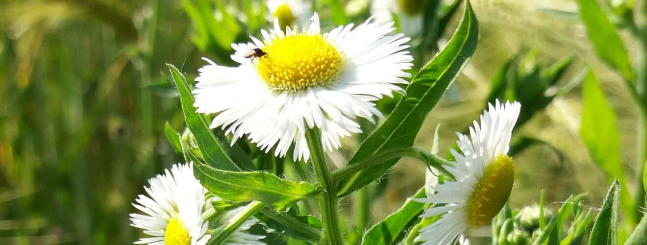 Wildpflanzen & Wildkräuter mit weißen Blüten bestimmen